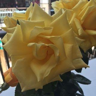 Annual Rose Festival // Portland, OR | Yellow Mondays